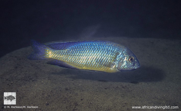 Protomelas pleurotaenia 'Metangula'